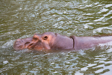 hippopotamus, hippo
