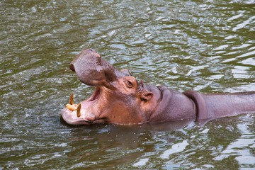 Fototapeta premium hippopotamus, hippo