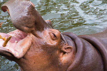 hippopotamus, hippo