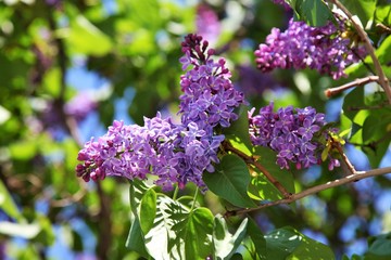 Fototapeta na wymiar flower, flowers, bush, lilac, lilac garden, garden, spring, may, nature, purple, bloom, blooming, bright, park, summer,, sunny