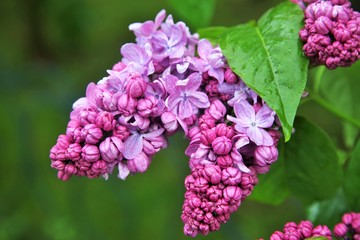 flower, flowers, bush, lilac, lilac garden, garden, spring, may, nature, purple, bloom, blooming, bright, park, summer, rain, raining