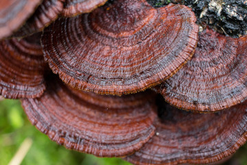 fungus