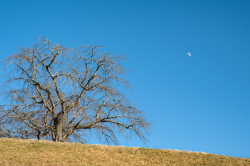 Elm tree on hill with blue sky and moon