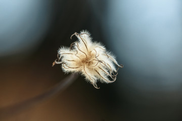 Dry bizarre fluffy plant (clematis)