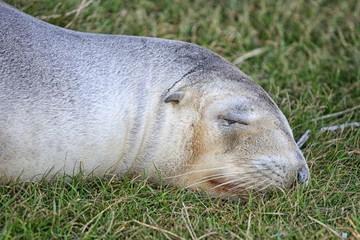 Obraz premium Seal on grass