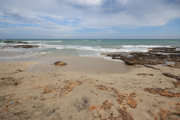 Fototapeta na wymiar tartaruga marina (Caretta Caretta), ferita, sulla spiaggia di San Foca - Salento