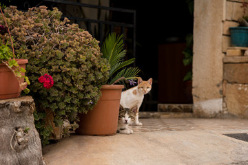Mediterranean style cat