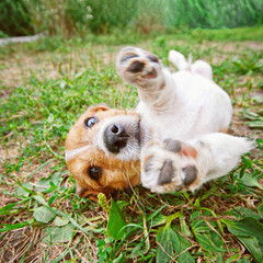 Cute puppy dog stretching on green grass outdoors and looking at camera