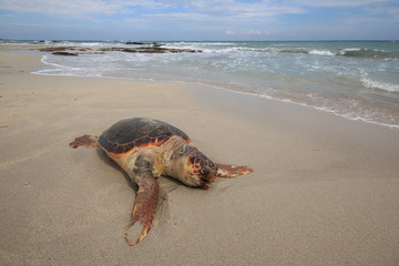 Fototapeta premium tartaruga marina (Caretta Caretta), ferita, sulla spiaggia di San Foca - Salento