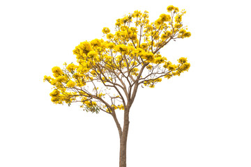 Golden Tree or Tallow Pui isolated on white background