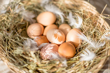 Домашние яйца в перьях и корзине