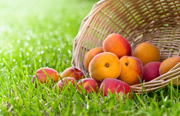 Basket with fresh juicy apricots on a green grass .