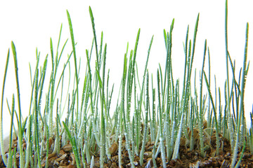  Katzengras oder Dekogras freigestelltes Gras vor weißem Hintergrund