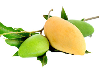 mangoes isolated  on white background