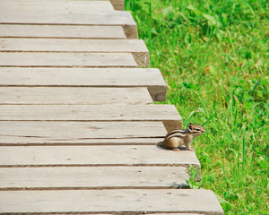 Chipmunk sits on a wooden flooring. Selective focus and space for text