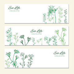 Horizontal banners with flowers and herbs, Hand drawn vector illustration isolated on white, herbal sketch, Design label for packaging cosmetic, beauty salon, natural organic product, greeting card