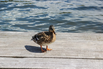 mallard duck female on jetty