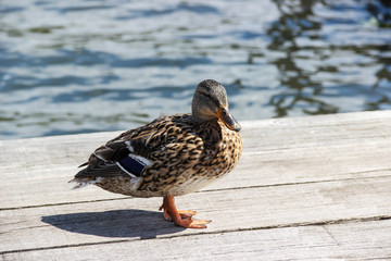 female mallard duck