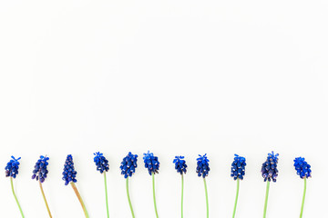 Flat lay, top view. Blue muscari isolated on white background.