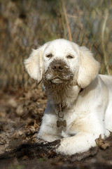Junger  Golden Retriever Welpe mit dreckiger matschiger Schnauze und Pfoten blickt keck zum Betrachter 