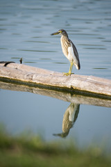 Pond Heron