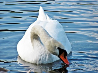 The white swan on the lake
