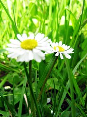 Chamomile flowers