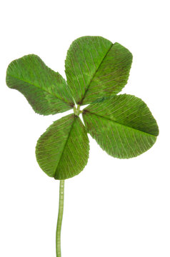 Green four-leaf clover leaf isolated on white background.