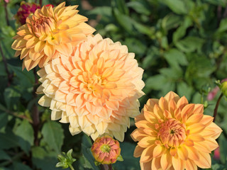 Dahlien, Dahlias