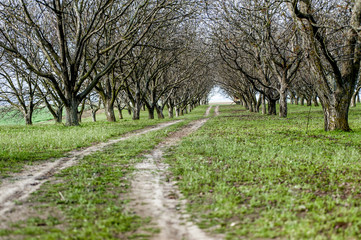 Orchard with walnut trees