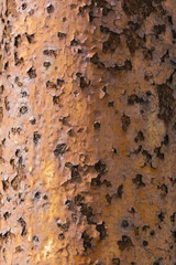 Cracked rusty pipes.