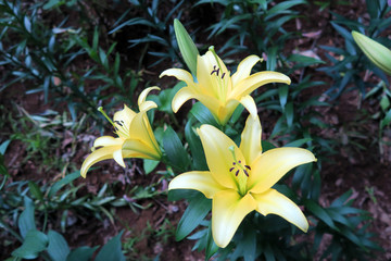 黄色い百合の花