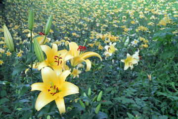 黄色い百合の花の集合