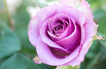 Close up purple rose flower