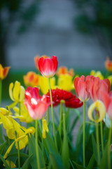 Fototapeta premium Beautiful tulips on the flowerbed in the sun