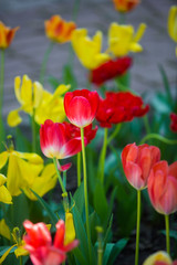 Beautiful tulips on the flowerbed in the sun