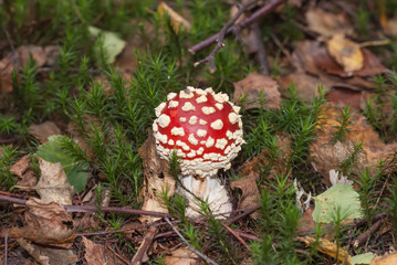 Junger Fliegenpilz, Amanita muscaria