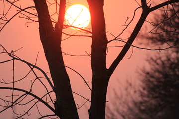 red sun at sunset in the trees in the spring