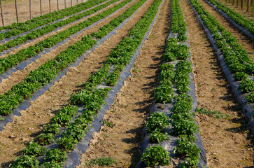 Fototapeta na wymiar Strawberry plantation Strawberry farm - growing beds under black film in spring , agricultural plantations.