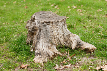 Old stump in green grass 