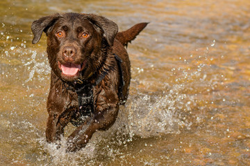 Labrador retriever running in water