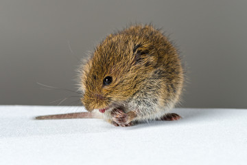 Close up on wild brown field mouse showing its tongue