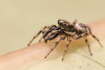 A beautiful and tiny jumping spiderspider