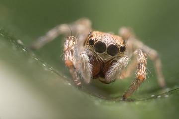 A beautiful and tiny jumping spiderspider
