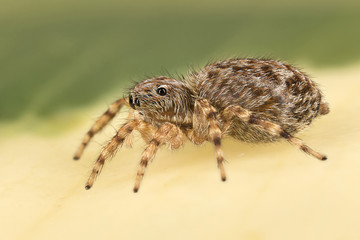A beautiful and tiny jumping spiderspider