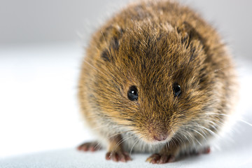 Close up on wild brown field mouse – frontal view