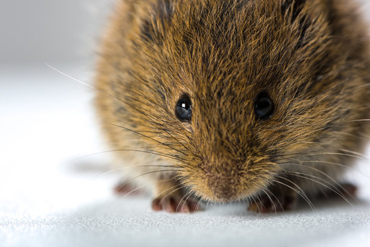 Close up on wild brown field mouse – frontal view
