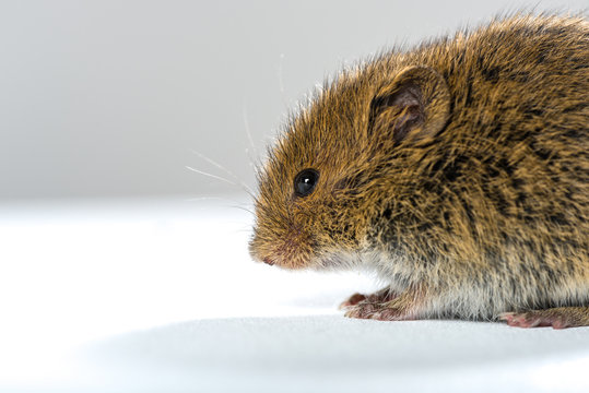 Close up on wild brown field mouse – side view