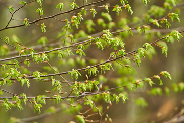 Branches of beech trees