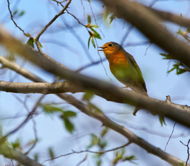 European robin perched on a branch